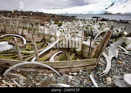 Scheletri di balene macellati durante il secolo scorso. Fotografato in Antartide Foto Stock