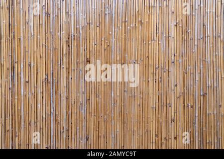 Bastone di bambù di sfondo o modelli. Essiccata su piante di bambù utilizzata come una recinzione Foto Stock