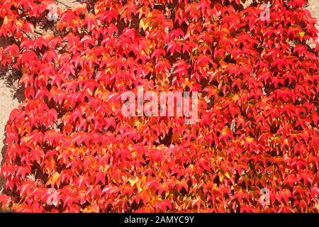 Foglie rosse Scolorite di vino selvatico (Vitis vinifera subsp. Europeo) su un muro di casa in autunno, Germania, Europa Foto Stock