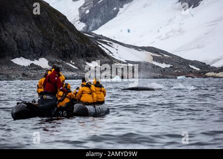 Turisti su una barca di gommoni che guardano balene vicino ad un iceberg. Fotografato In Paradise Bay, Antartide. Foto Stock