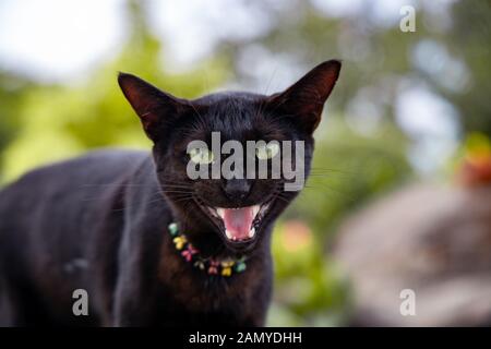 Un gatto nero mostra denti e sibili a fotocamera Foto Stock
