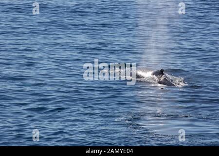 Antartico minke whale (Balaenoptera bonaerensis). Questa balena è trovato nell'emisfero australe, trascorrere l'inverno in acque tropicali e migrazione Foto Stock