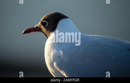 Seagull sulla soletta di calcestruzzo al tramonto Foto Stock