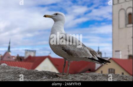 Seagull su una soletta di calcestruzzo sullo sfondo della città vecchia di Tallinn Foto Stock