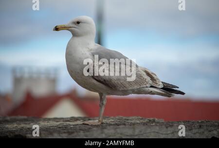 Seagull su una soletta di calcestruzzo sullo sfondo della città vecchia di Tallinn Foto Stock