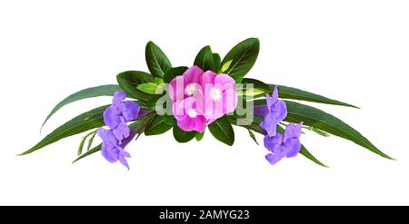 Catharanthus ruellia e fiori in un arco tropicali disposizione isolata su sfondo bianco Foto Stock