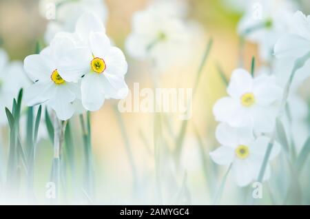 White narcisi in primavera. Messa a fuoco selettiva e profondità di campo. Foto Stock