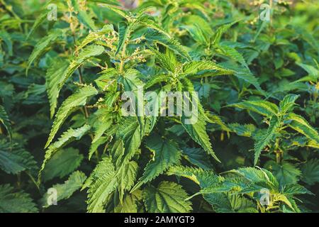 Cespuglio di ortica selvaggia. Urtica dioica. Lascia lo sfondo, prato verde. Pianta erbacea perenne flowering. Piante con peli pungente Foto Stock