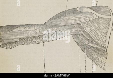 La guida del dissettore, o, il compagno dello studente : illustrato da numerosi tagli di legno, che mostrano e spiegano chiaramente la dissezione di ogni parte del corpo umano. fascia, anastomosi liberamente con l'arco palmar profondo-seduto, i due archi che abbracciano i thetendons del sublimis flessore e del profundus, i lumbricales, e i rami dei nervi mediani e ulnari. Con le sue inosculazioni libere, il sangue viene fatto circolare in ogni parte della mano o del braccio, mediante l'Unione libera dei vasi, nel caso in cui una qualsiasi delle arterie venga cancellata; e dovrebbe comunque essere divisa per cau accidentale Foto Stock