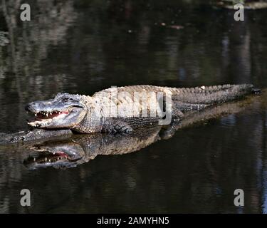 Alligatore close-up vista di profilo in appoggio su un log dall'acqua con la bocca aperta e un organismo di riflessione, di esporre la sua testa, denti, naso, occhio, di coda e di zampe Foto Stock