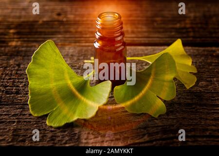 Ginkgo estratto essenziale in una bottiglia e foglie fresche Foto Stock