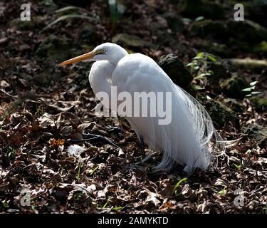 Grande airone bianco bird close-up vista di profilo di appoggio al suolo la visualizzazione di testa, becco giallo, occhio, bianco piume soffici piumaggio nel suo environmen Foto Stock