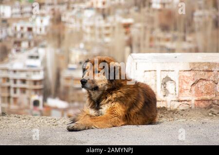 Il Mastino tibetano o Canis lupus familiaris cane dorme relax sul pavimento in Leh Ladakh villaggio nel Jammu e Kashmir India al tempo di inverno Foto Stock