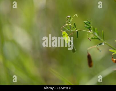 Pianta liscia della tara Foto Stock