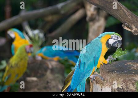Blu e Giallo pappagalli ara ararauna, alimentando in cattività, il Jurong Bird Park, Singapore Foto Stock