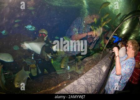 Turista in travellatore che guarda subacqueo con raggio nella vasca di squalo, Acquario Mondiale subacqueo, Isola di Sentosa, Singapore Foto Stock