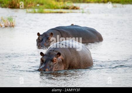 Coppia di ippopotamusi (Hippopotamus anfibio) in piedi in acque poco profonde nella Riserva di gioco di Moremi, Delta di Okavango, Botswana, Africa del Sud Foto Stock