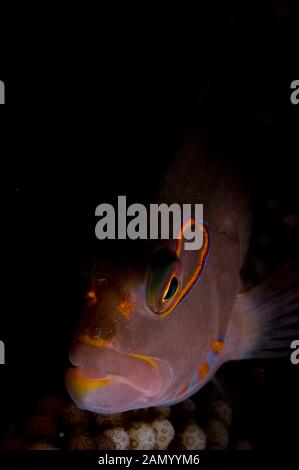 Ringeye Hawkfish, Paracirrhites arcatus, Flying Fish Cove Beach sito di immersione, Isola di Natale, Australia, Oceano Indiano Foto Stock