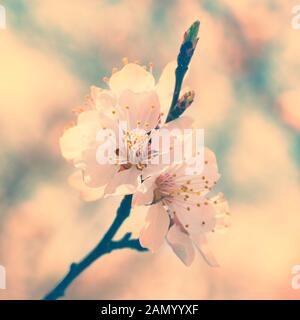 Molla bianca fioritura fiori di primavera su un albero contro soft floral background. Colorato come instagram Foto Stock