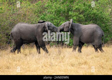 Due giovani tori di elefanti africani (Loxodonta Africana) giocano a combattere nella Riserva di gioco di Moremi, Delta di Okavango, Botswana, Africa del Sud Foto Stock