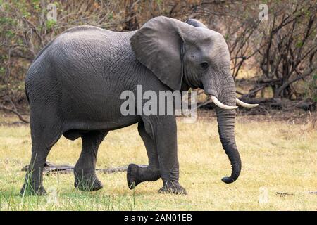 Grande elefante africano bull (Loxodonta Africana) attraversando prateria nella Riserva di gioco di Moremi, Delta di Okavango, Botswana, Africa del Sud Foto Stock