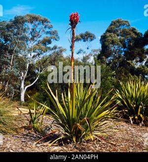 DORYANTHES EXCELSA (GYMEA LILY) Foto Stock