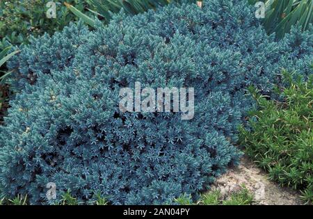 JUNIPERUS SQUAMATI 'Blue star' Foto Stock