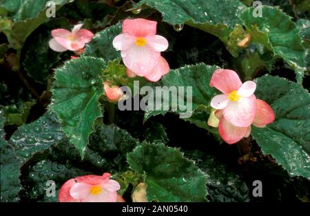 BEGONIA RICHMONDENSIS goccioline di acqua sulla pianta Foto Stock