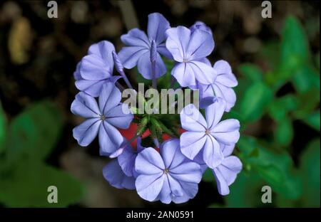 PLUMBAGO AURICULATA LEADWORT (SYN. CAPENSIS) FIORE Foto Stock