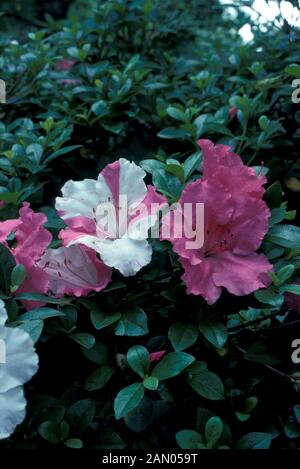 RHODODENDRON ELKAN SATSUKI bianco fiori rosa close up Foto Stock