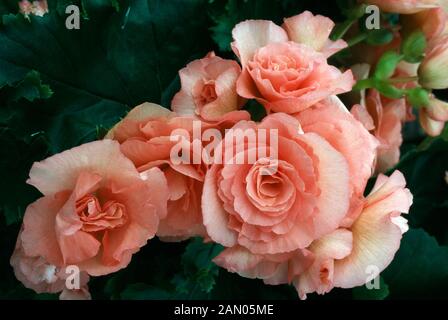 BEGONIA TUBERHYBRIDA NON STOP Foto Stock