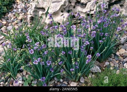 SISYRINCHIUM ANGUSTIFOLIUM Foto Stock