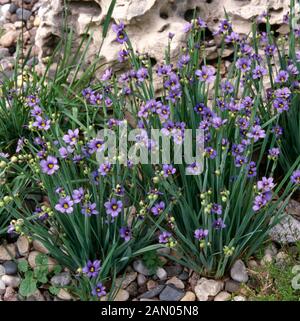 SISYRINCHIUM ANGUSTIFOLIUM Foto Stock