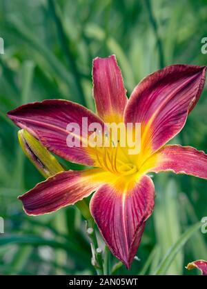 HEMEROCALLIS RUBY SPIDER Foto Stock