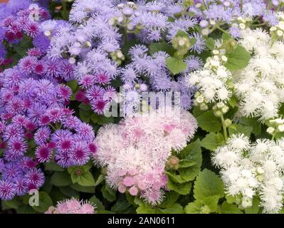 AGERATUM HOUSTONIANUM " HAWAII MIX" Foto Stock