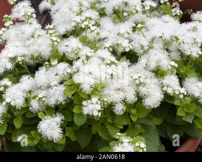 AGERATUM HOUSTONIANUM HAWAII WHITE Foto Stock