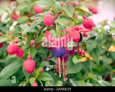 FUCHSIA Campanella occhi scuri Foto Stock