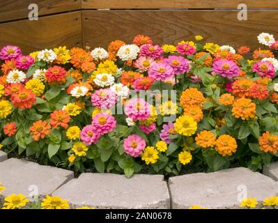 ZINNIA ELEGANS DISTANZA MIX Foto Stock