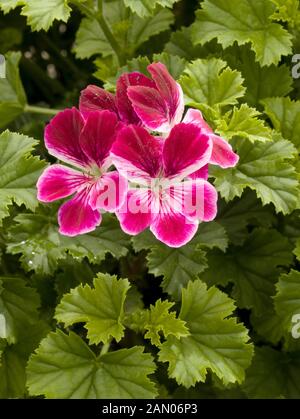 PELARGONIUM ANGEL EYES BORGOGNA Foto Stock