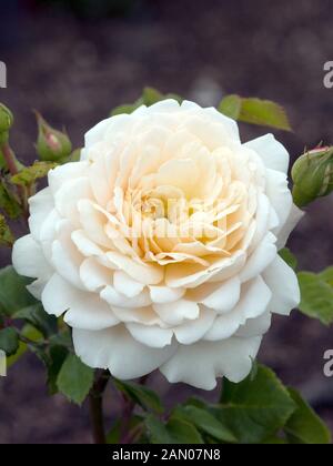 ROSA AUSQUEST' Crocus Rose' Foto Stock