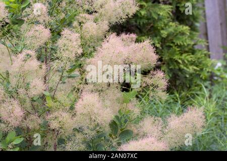 COTINUS COGGYGRIA 'Young Lady' Foto Stock