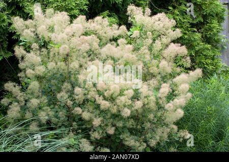 COTINUS COGGYGRIA 'Young Lady' Foto Stock