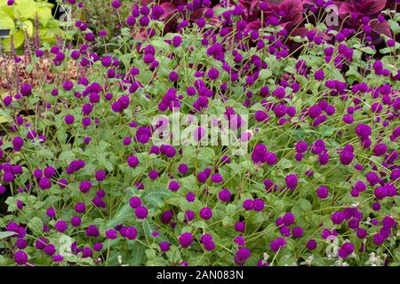 GOMPHRENA GLOBOSA TUTTO VIOLA Foto Stock