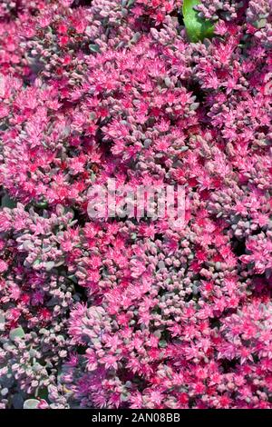 SEDUM CAUTICOLA LIDAKENSE Foto Stock