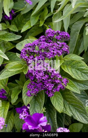 HELIOTROPIUM ARBORESCENS MARINE Foto Stock