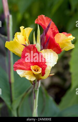 CLEOPATRA DI CANNA Foto Stock