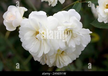 PROSPERITÀ DI ROSA Foto Stock