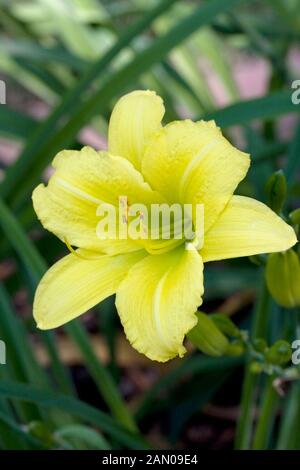 HEMEROCALLIS FLUTTER VERDE Foto Stock