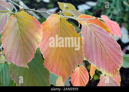 HAMAMELIS INTERMEDIA JELENA Foto Stock