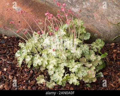 HEUCHERA Angelo di Neve Foto Stock